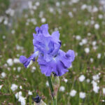 Iris Germanica-Gr. 'Metolius Blue' Trädgårdsiris