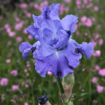 Iris Germanica-Gr. 'Metolius Blue' Trädgårdsiris