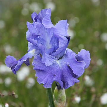 Iris Germanica-Gr. 'Metolius Blue' Trädgårdsiris