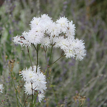 Lychnis flos-cuculi 'Petit Henri' 2L Gökblomster