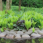 Matteuccia struthiopteris Strutbräken