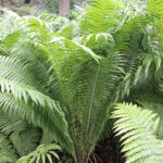 Matteuccia struthiopteris Strutbräken