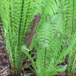 Matteuccia struthiopteris Strutbräken