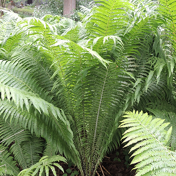Matteuccia struthiopteris Strutbräken