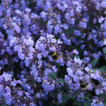 Nepeta faassenii 'Purrsian Blue' Kantnepeta