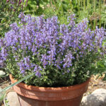 Nepeta faassenii 'Purrsian Blue' Kantnepeta