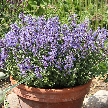 Nepeta faassenii 'Purrsian Blue' Kantnepeta