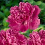 Paeonia lactiflora 'Edulis Superba' 2L NY Luktpion