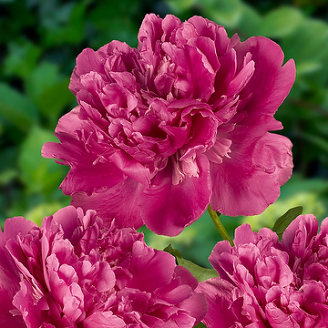 Paeonia lactiflora 'Edulis Superba' 2L NY Luktpion