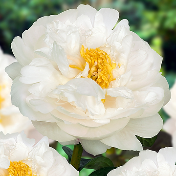 Paeonia lactiflora 'Miss America' 2L NY Luktpion