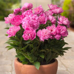 Paeonia lactiflora 'Rome' 2L Luktpion