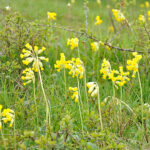 Primula veris Gullviva