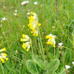 Primula veris Gullviva