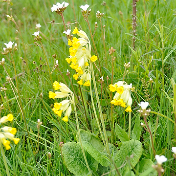 Primula veris Gullviva