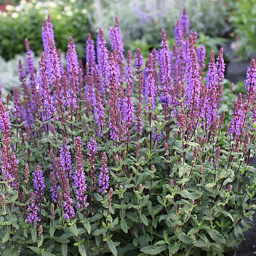 Salvia nemorosa 'Caramia' Stäppsalvia