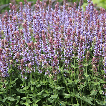 Salvia nemorosa 'Salute Ice Blue' Stäppsalvia