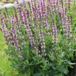 Salvia nemorosa 'Salute Light Pink' Stäppsalvia