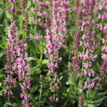 Salvia nemorosa 'Salute Light Pink' Stäppsalvia