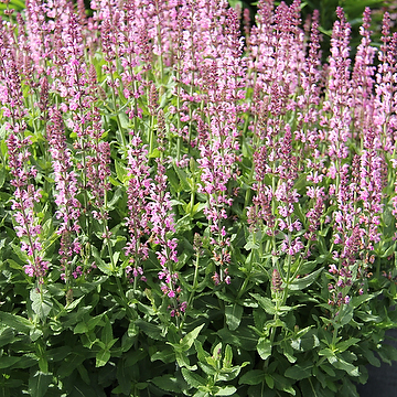 Salvia nemorosa 'Salute Light Pink' Stäppsalvia