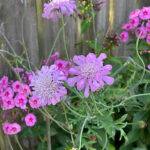 Scabiosa columbaria 'Pink Mist' NY Fältvädd