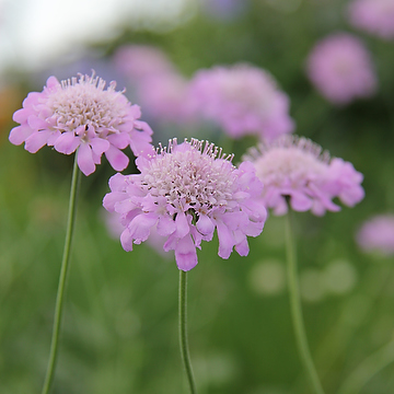 Scabiosa columbaria 'Pink Mist' NY Fältvädd