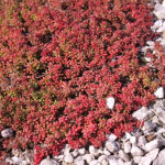 Sedum album 'Coral Carpet' Vit fetknopp