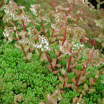 Sedum album 'Coral Carpet' Vit fetknopp