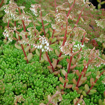 Sedum album 'Coral Carpet' Vit fetknopp