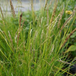Sesleria autumnalis Höstälväxing