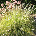 Sesleria autumnalis Höstälväxing