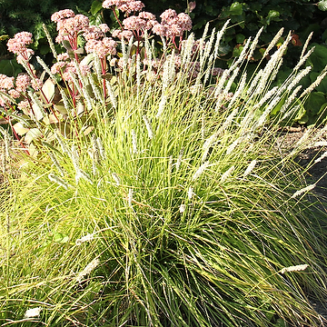 Sesleria autumnalis Höstälväxing