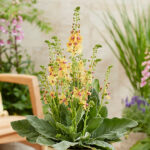 Verbascum PEACH CHAMPAGNE 'Chverpc' Trädgårdskungsljus