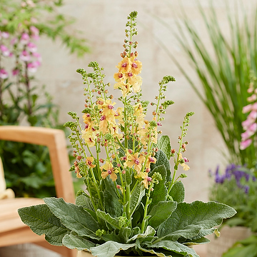 Verbascum PEACH CHAMPAGNE 'Chverpc' Trädgårdskungsljus