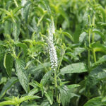 Veronica longifolia FIRST LADY 'Alllady' NY Strandveronika