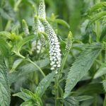 Veronica longifolia FIRST LADY 'Alllady' NY Strandveronika