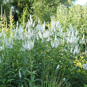 Veronica longifolia FIRST LADY 'Alllady' NY Strandveronika