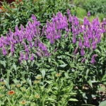 Veronica media FIRST MATCH 'Allvglove' NY Hällveronika