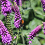 Veronica media FIRST MATCH 'Allvglove' NY Hällveronika