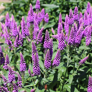 Veronica media FIRST MATCH 'Allvglove' NY Hällveronika