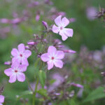Phlox paniculata 'Alma Jansson' GK Höstflox