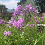 Phlox paniculata 'Alma Jansson' GK Höstflox