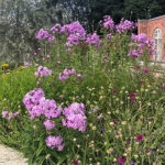 Phlox paniculata 'Alma Jansson' GK Höstflox